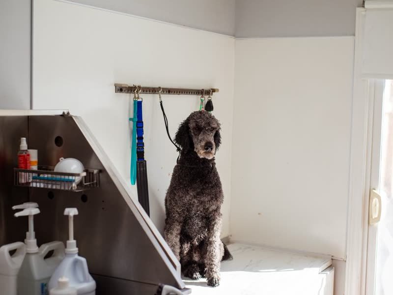 Cachorro sobre a mesa de tosa de um pet shop, ao lado dos produtos de banho